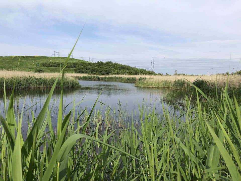 Parc naturel de Gravelines : aménagement paysager durable et espaces de loisirs verdoyants